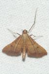 Endotricha flammealis