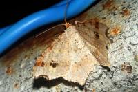Macaria alternata