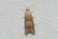 Eucosma conterminana