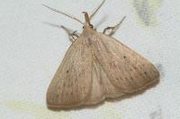 Macrochilo cribrumalis