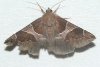 Dysgonia algira