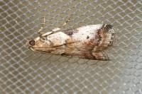 Acrobasis sp (glaucella/falouella)