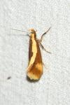Harpella forficella