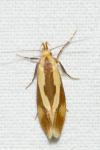 Harpella forficella
