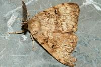 Lymantria dispar