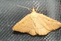 Paracolax tristalis