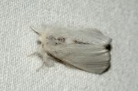 Euproctis chrysorrhoea