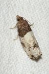Notocelia roborana