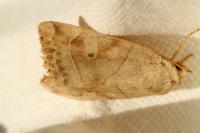 Cosmia trapezina