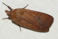 Noctua pronuba