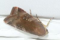 Noctua janthe/janthina