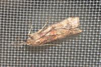 Acrobasis consociella