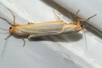 Manulea complana