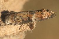 Phycita roborella