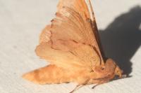 Gastropacha