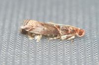Acrobasis advenella