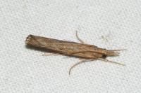 Pediasia contaminella