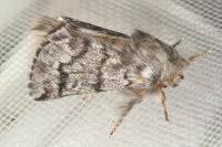 Thaumetopoea pityocampa
