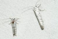 Yponomeuta