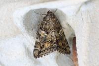 Catocala sponsa