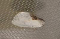 Cilix