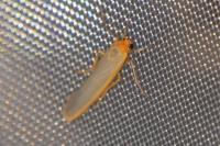 Manulea complana