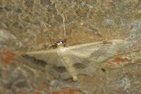 Idaea aversata