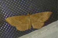 Idaea ochrata