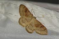 Idaea rubraria