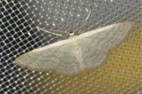Idaea subsericeata