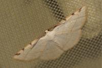 Stegania trimaculata