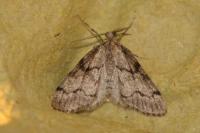Tephronia sepiaria