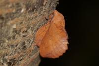 Gastropacha quercifolia