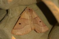 Crocallis elinguaria