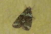 Cryphia algae