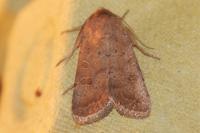 Hoplodrina blanda