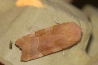 Noctua fimbriata
