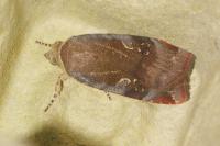 Noctua janthe/janthina