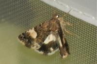 Tyta luctuosa