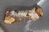 Phalera bucephala