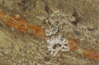 Eudonia mercurella