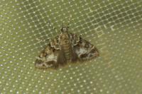Eudonia mercurella
