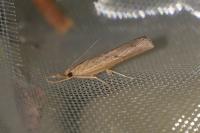 Pediasia contaminella