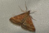Pyrausta despicata