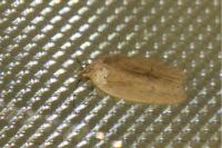 Agonopterix pallorella