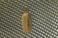 Agonopterix pallorella