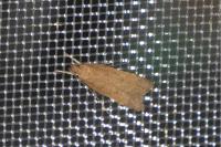 Helcystogramma lutatella