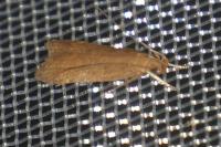 Helcystogramma lutatella