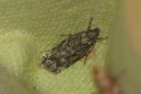 Psoricoptera gibbosella