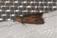 Aplota palpella
